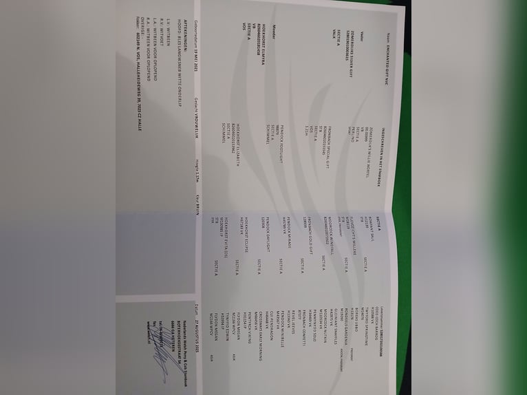 Kuc walijski sekcji A Klacz 5 lat 117 cm Gniada in Ruurlo