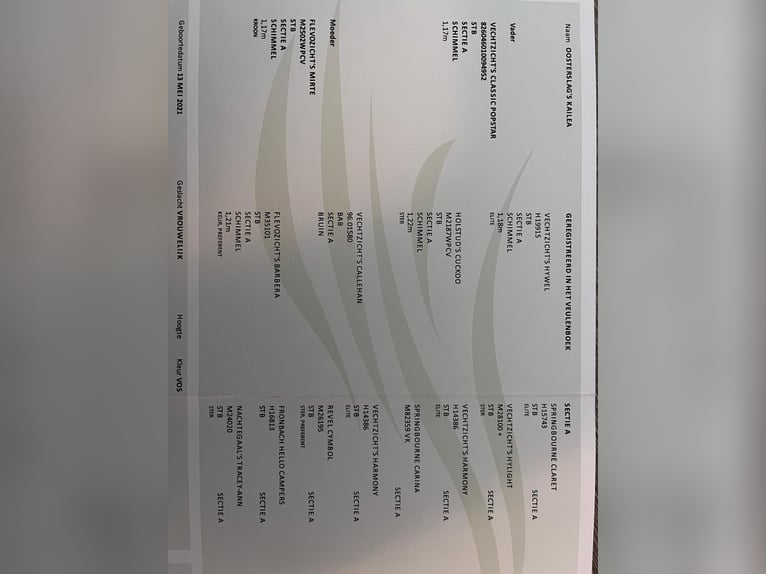 Kuc walijski sekcji A Klacz 5 lat 117 cm Gniada in Halle