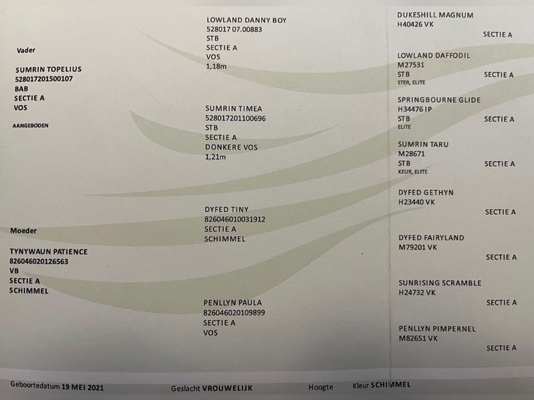 Kuc walijski sekcji A Klacz 5 lat 120 cm Kasztanowatodereszowata in Halle