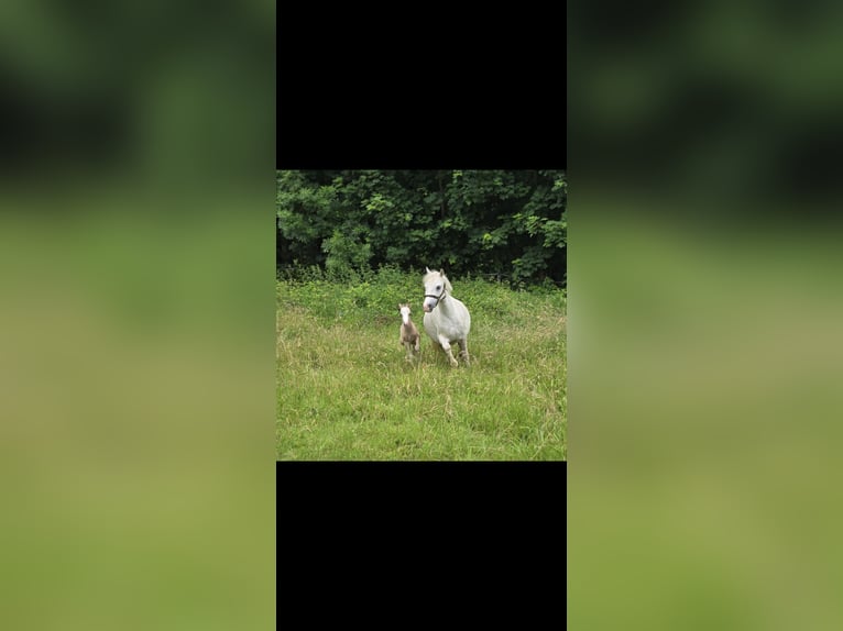 Kuc walijski sekcji A Klacz 5 lat 120 cm Siwa in Witten