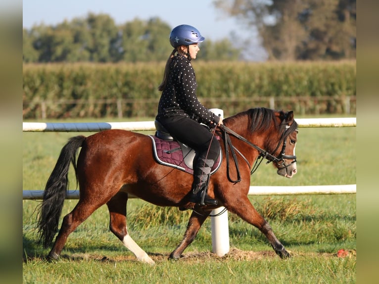 Kuc walijski sekcji A Klacz 5 lat 121 cm Gniada in Wildeshausen