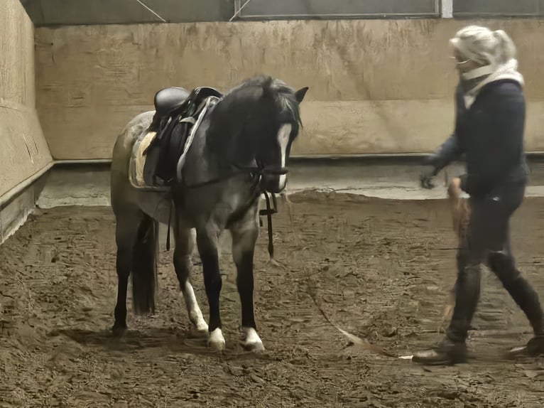 Kuc walijski sekcji A Klacz 5 lat 121 cm Karodereszowata in Sendenhorst