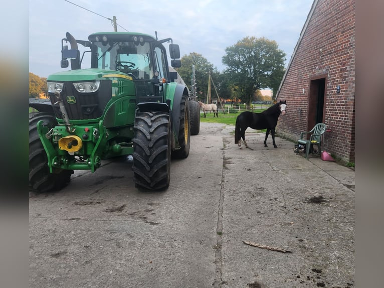 Kuc walijski sekcji A Klacz 5 lat 122 cm Kara in Friedeburg