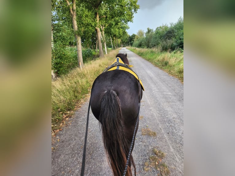 Kuc walijski sekcji A Klacz 5 lat 122 cm Kara in Friedeburg