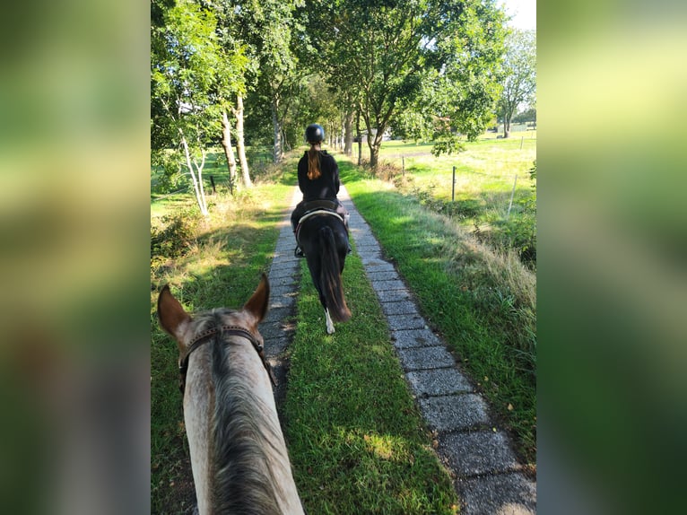Kuc walijski sekcji A Klacz 5 lat 122 cm Kara in Friedeburg