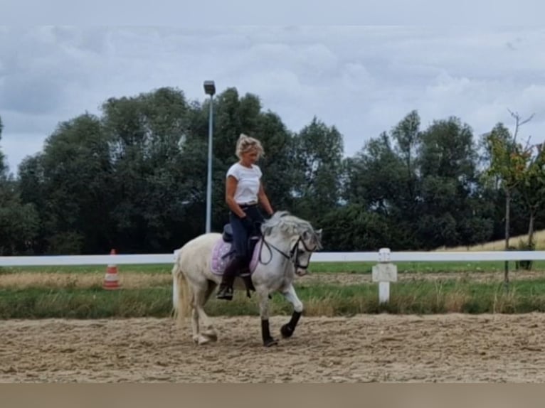 Kuc walijski sekcji A Klacz 5 lat 122 cm Siwa jabłkowita in Sendenhorst