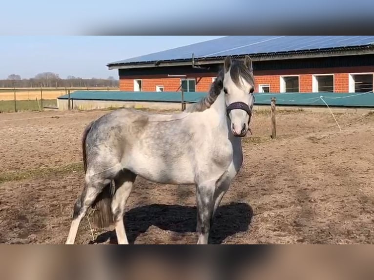 Kuc walijski sekcji A Klacz 5 lat 126 cm Siwa in Stadtlohn