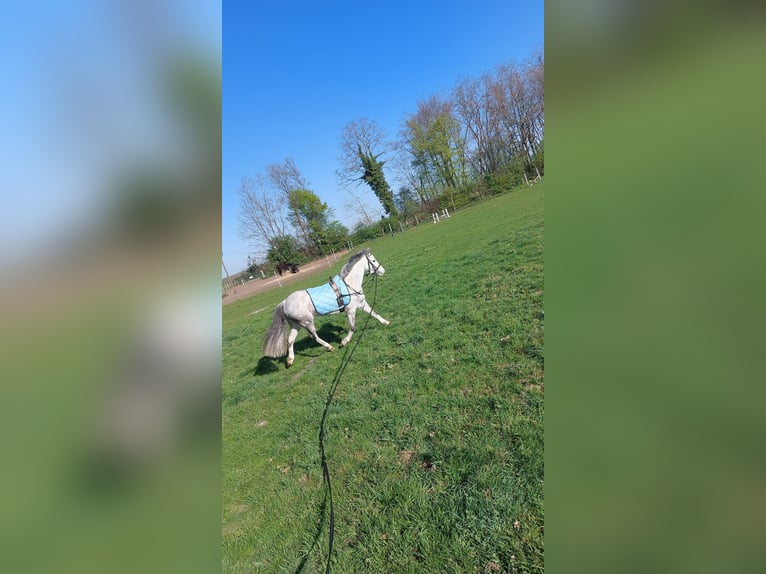 Kuc walijski sekcji A Klacz 5 lat 126 cm Siwa in Stadtlohn