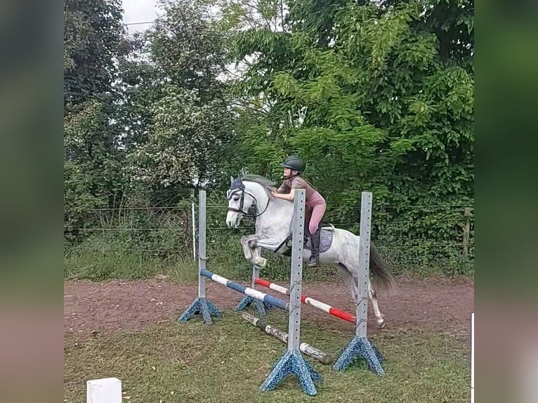 Kuc walijski sekcji A Klacz 5 lat 126 cm Siwa in Stadtlohn