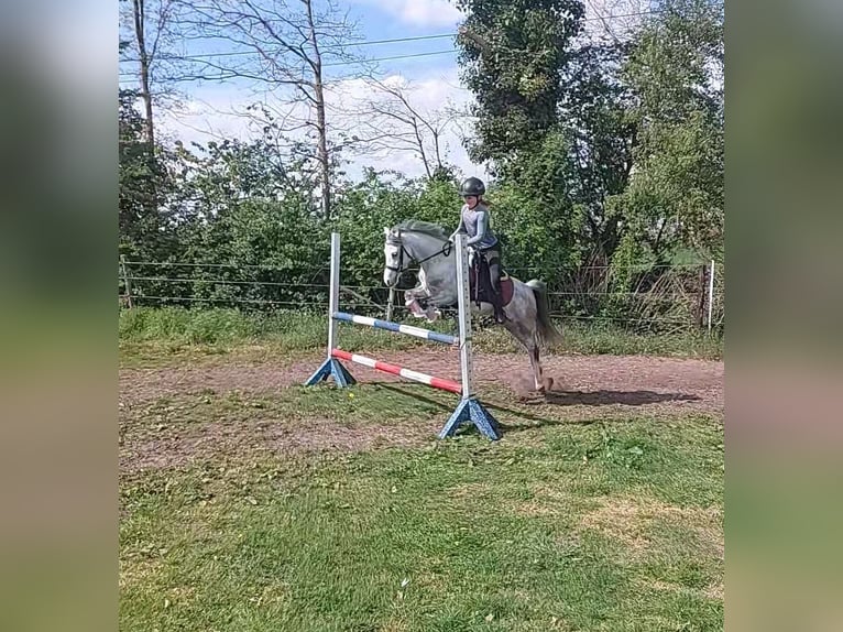 Kuc walijski sekcji A Klacz 5 lat 126 cm Siwa in Stadtlohn