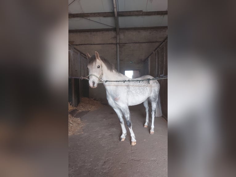 Kuc walijski sekcji A Klacz 5 lat 126 cm Siwa in Stadtlohn