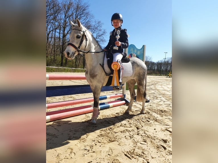 Kuc walijski sekcji A Klacz 5 lat 126 cm Siwa in Stadtlohn