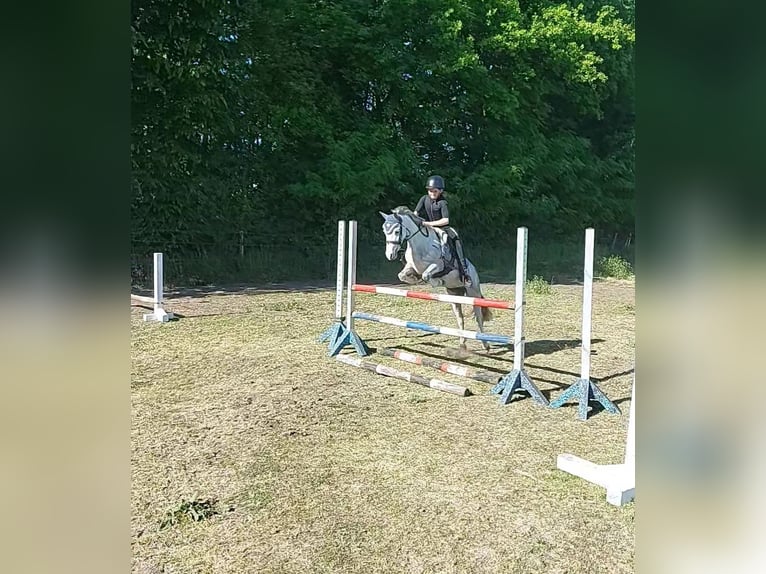 Kuc walijski sekcji A Klacz 5 lat 126 cm Siwa in Stadtlohn