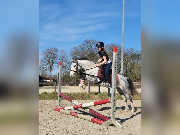 Kuc walijski sekcji A Klacz 5 lat 126 cm Siwa in Stadtlohn