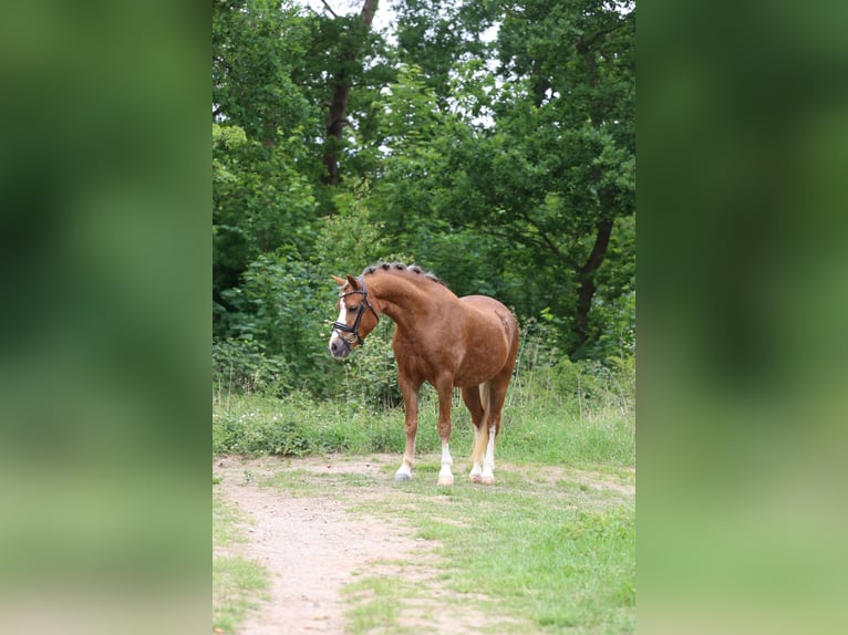 Kuc walijski sekcji A Klacz 5 lat 133 cm Kasztanowata in Heemskerk
