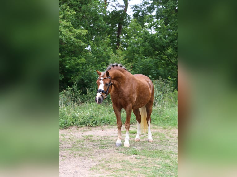 Kuc walijski sekcji A Klacz 5 lat 133 cm Kasztanowata in Heemskerk
