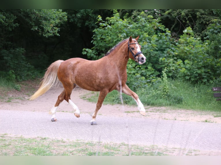 Kuc walijski sekcji A Klacz 5 lat 133 cm Kasztanowata in Heemskerk