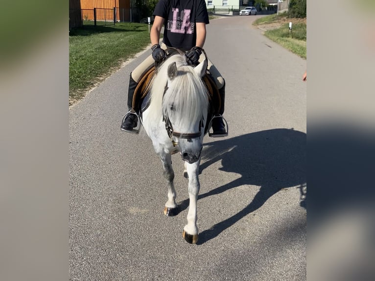 Kuc walijski sekcji A Mix Klacz 6 lat 114 cm Siwa in Deuerling