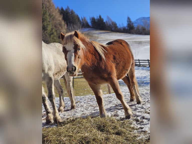 Kuc walijski sekcji A Mix Klacz 6 lat 115 cm Kasztanowata in Matrei in Osttirol