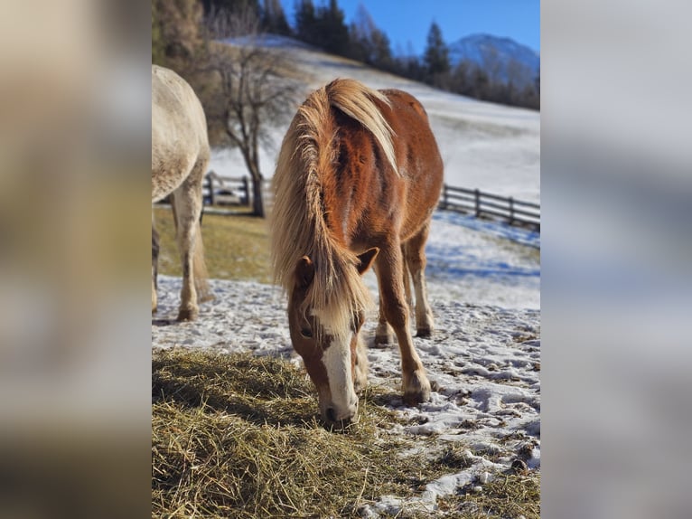 Kuc walijski sekcji A Mix Klacz 6 lat 115 cm Kasztanowata in Matrei in Osttirol