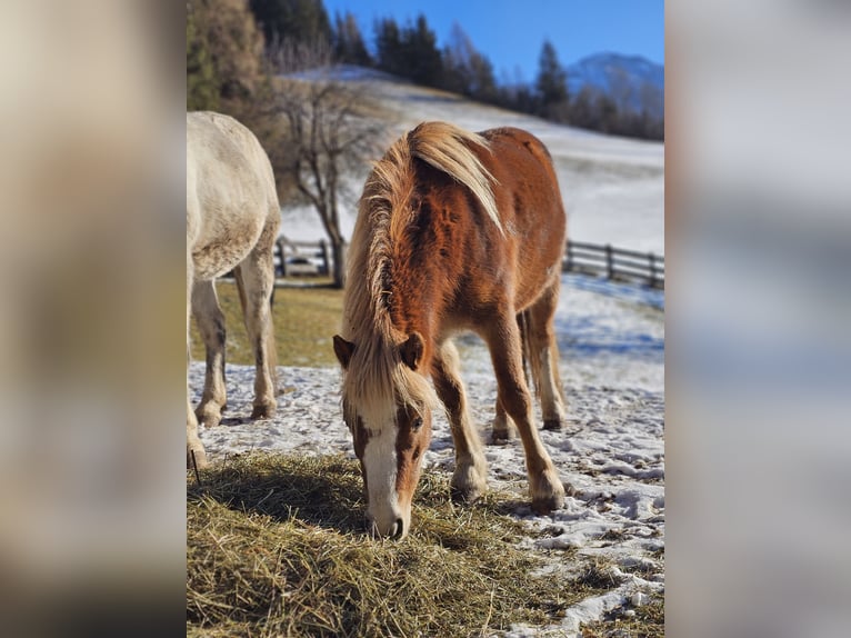 Kuc walijski sekcji A Mix Klacz 6 lat 115 cm Kasztanowata in Matrei in Osttirol