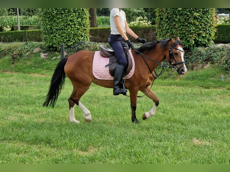 Kuc walijski sekcji A Klacz 6 lat 117 cm Gniada in Staphorst