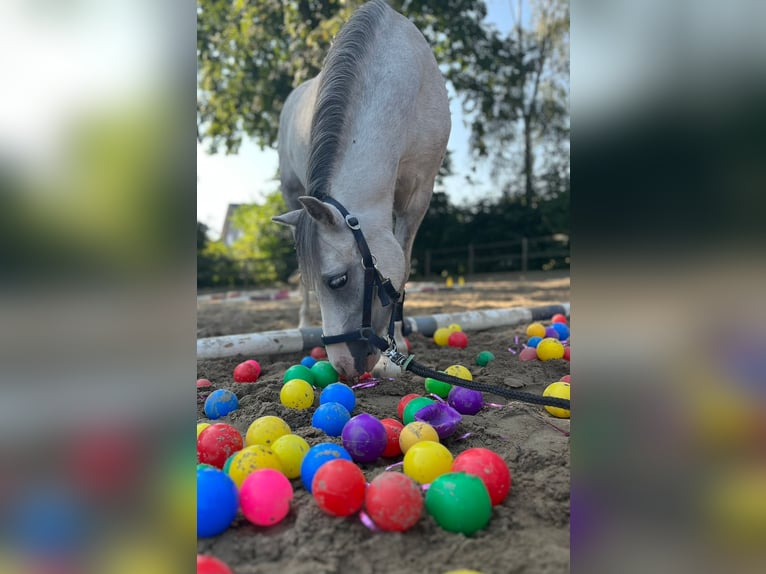 Kuc walijski sekcji A Klacz 6 lat 119 cm Siwa in Hagewede