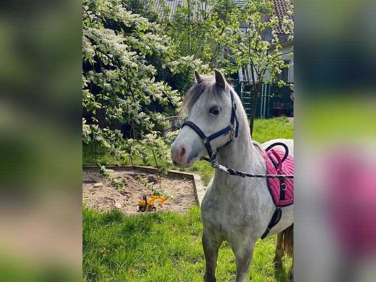 Kuc walijski sekcji A Klacz 6 lat 119 cm Siwa in Hagewede