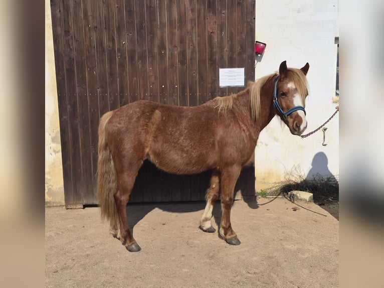 Kuc walijski sekcji A Klacz 6 lat 121 cm Kasztanowata in Colditz