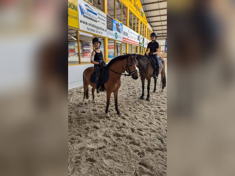 Kuc walijski sekcji A Klacz 6 lat 122 cm Gniada in Fluitenberg