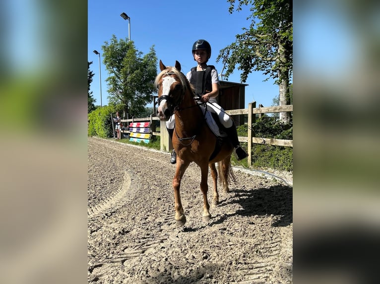 Kuc walijski sekcji A Klacz 6 lat 122 cm Kasztanowata in Haasdonk