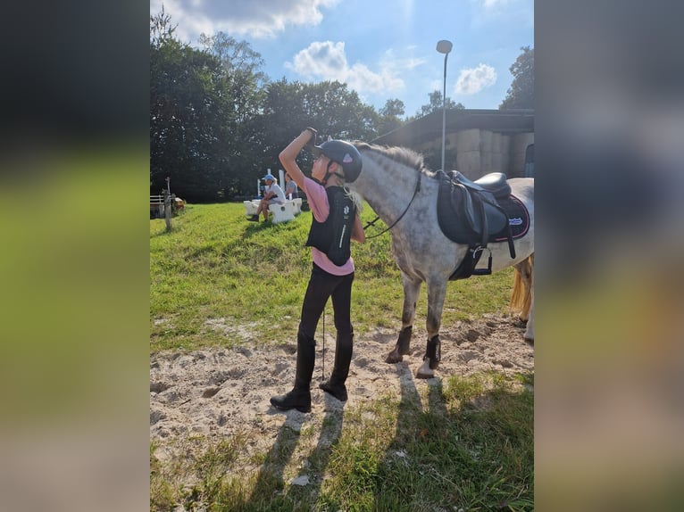 Kuc walijski sekcji A Klacz 6 lat 122 cm Siwa jabłkowita in HerfordHerford