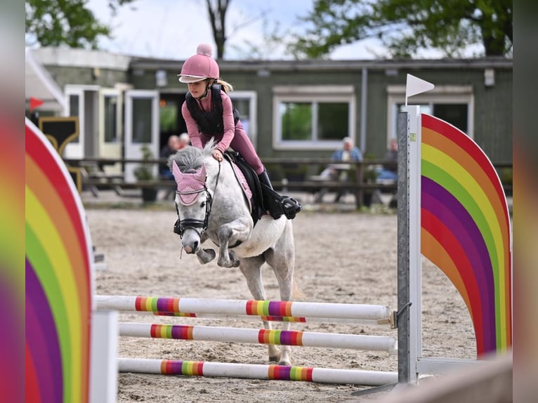 Kuc walijski sekcji A Klacz 6 lat 122 cm Siwa in Nieuw Namen