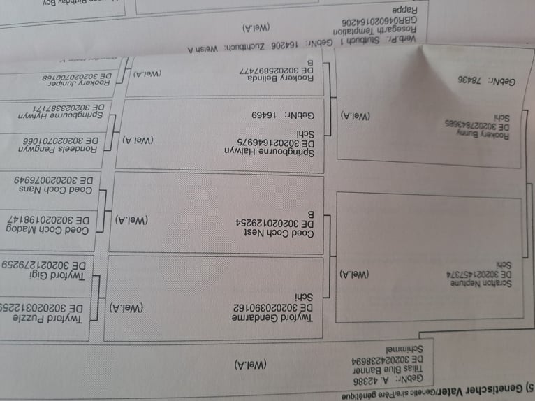 Kuc walijski sekcji A Klacz 6 lat 123 cm Siwa jabłkowita in Eilenburg