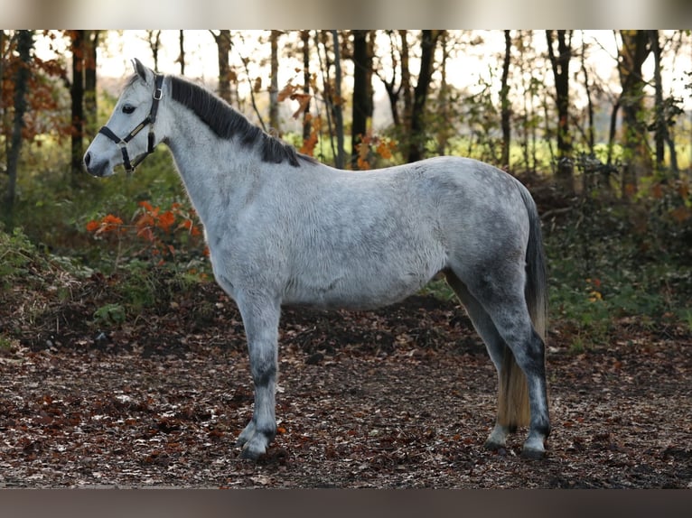 Kuc walijski sekcji A Klacz 6 lat 128 cm Siwa jabłkowita in Aalten