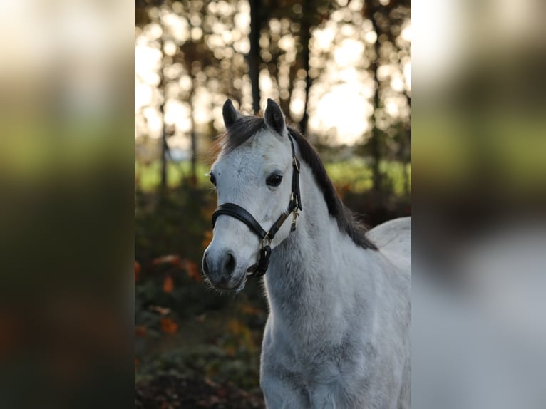 Kuc walijski sekcji A Klacz 6 lat 128 cm Siwa jabłkowita in Aalten