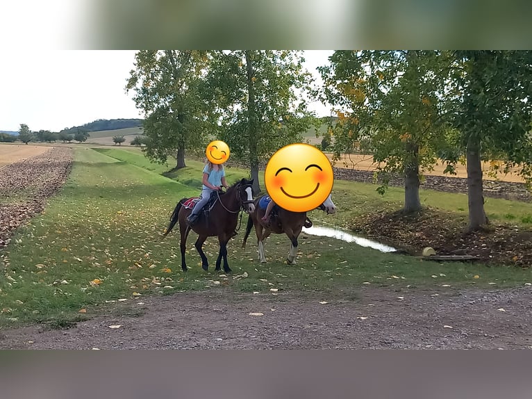 Kuc walijski sekcji A Klacz 7 lat 115 cm Gniada in Amt Wachsenburg