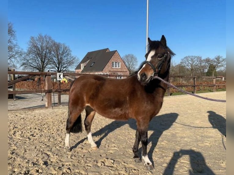 Kuc walijski sekcji A Klacz 7 lat 118 cm Ciemnogniada in Appingedam