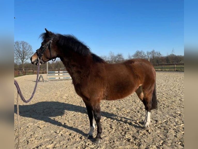 Kuc walijski sekcji A Klacz 7 lat 118 cm Ciemnogniada in Appingedam