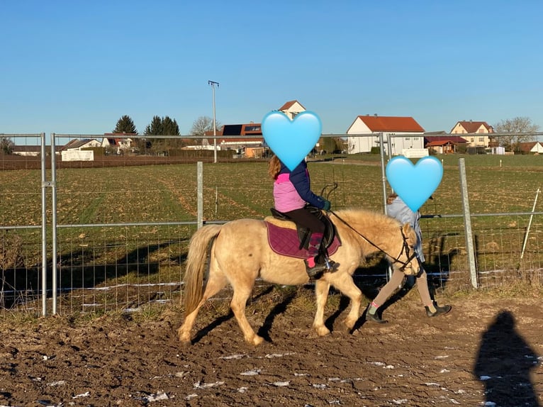 Kuc walijski sekcji A Klacz 7 lat 118 cm Izabelowata in Deuerling