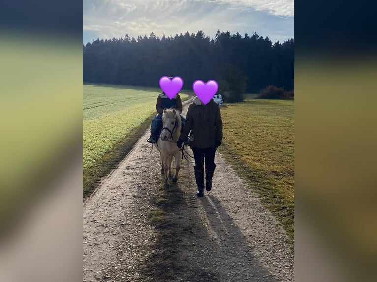 Kuc walijski sekcji A Klacz 7 lat 118 cm Izabelowata in Deuerling