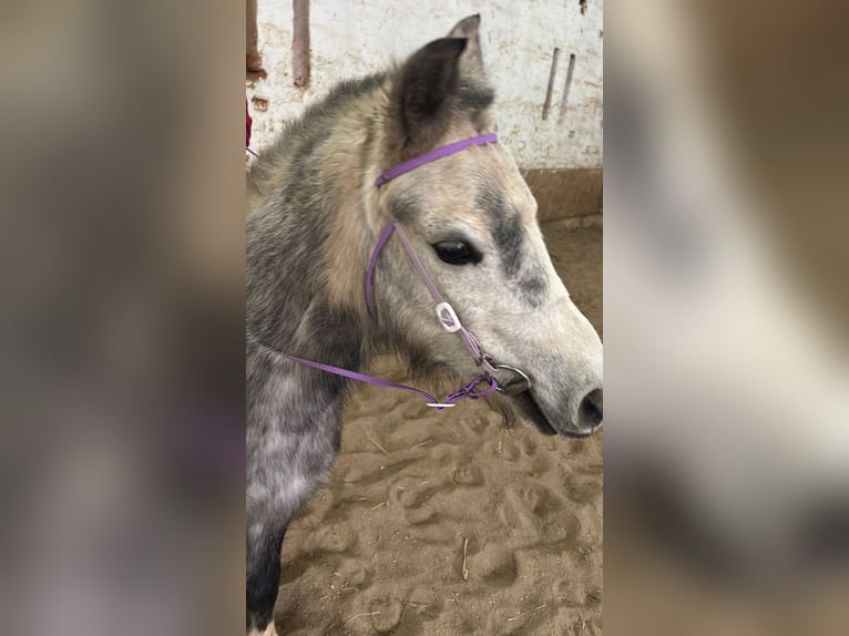 Kuc walijski sekcji A Klacz 7 lat 118 cm Siwa in Geithain