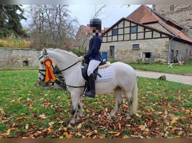 Kuc walijski sekcji A Klacz 7 lat 120 cm Siwa in Isernhagen