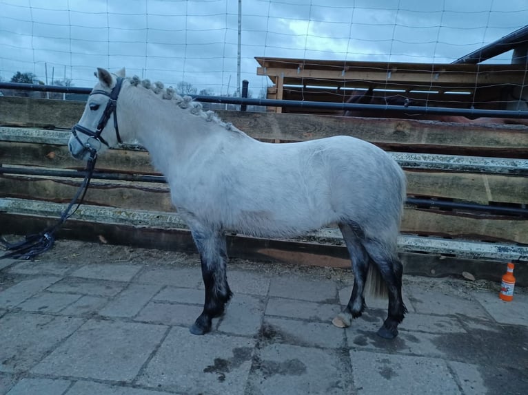 Kuc walijski sekcji A Klacz 7 lat 120 cm Siwa in Isernhagen