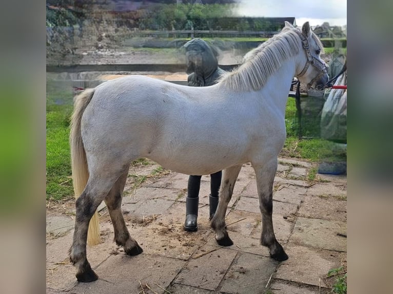 Kuc walijski sekcji A Klacz 7 lat 120 cm Siwa in Isernhagen