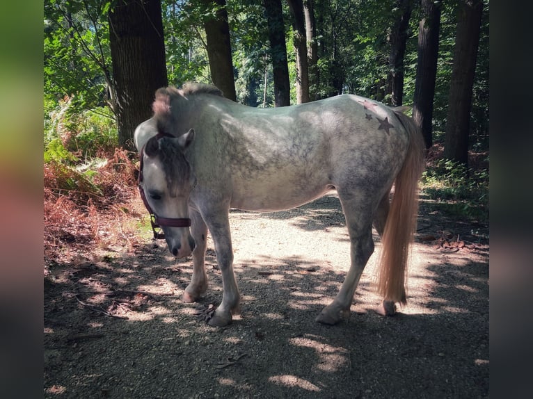 Kuc walijski sekcji A Klacz 7 lat 121 cm Stalowosiwy in Arnhem