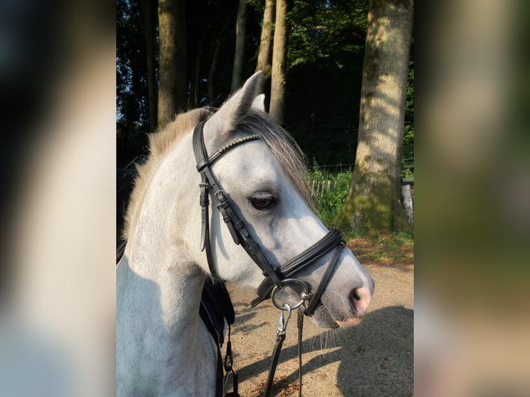 Kuc walijski sekcji A Klacz 7 lat 121 cm Stalowosiwy in Arnhem