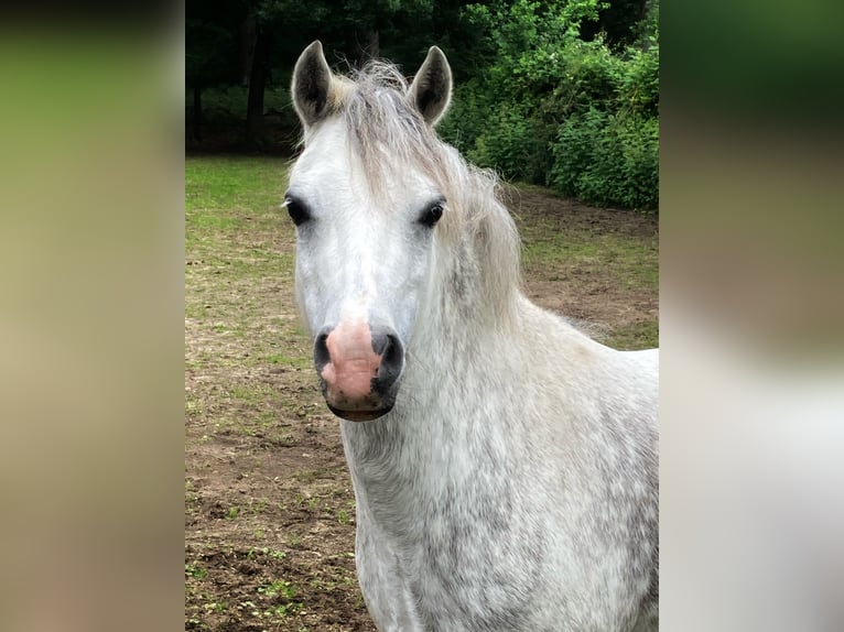 Kuc walijski sekcji A Klacz 7 lat 121 cm Stalowosiwy in Arnhem