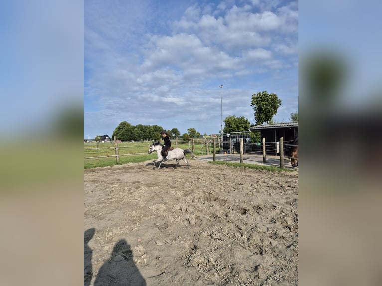 Kuc walijski sekcji A Klacz 7 lat 122 cm in Middelharnis