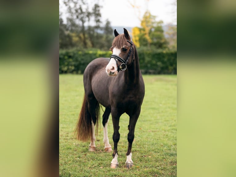 Kuc walijski sekcji A Klacz 7 lat 123 cm Ciemnogniada in Asturias